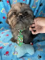 Boy #1, a male Shih Tzu for sale in Naperville, IL – Photo 4 of 10