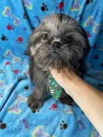 Boy #1, a male Shih Tzu for sale in Naperville, IL – Photo 3 of 10