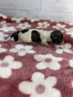 Female #3, a female Maltese and Shih Tzu for sale in Naperville, IL – 8 of 9