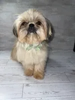 Boy #1, a male Shih Tzu for sale in Naperville, IL – 5 of 7