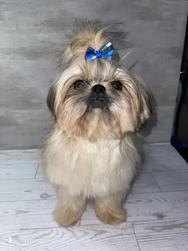 Boy #1 – Shih Tzu puppy for sale in Naperville, IL