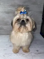 Boy #1, a male Shih Tzu for sale in Naperville, IL – 2 of 7
