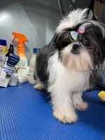 Girl #1, a female Shih Tzu for sale in Naperville, IL – 2 of 10