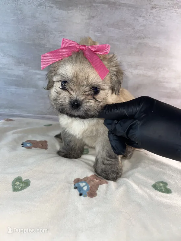 Female #2 – Maltese, Shih Tzu puppy for sale in Naperville, IL