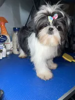 Girl #1, a female Shih Tzu for sale in Naperville, IL – 6 of 10