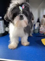 Girl #1, a female Shih Tzu for sale in Naperville, IL – 4 of 10