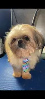 Boy #1, a male Shih Tzu for sale in Naperville, IL – 6 of 6