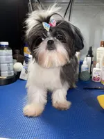 Girl #1, a female Shih Tzu for sale in Naperville, IL – 8 of 10