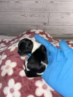 Female #1, a female Maltese and Shih Tzu for sale in Naperville, IL – 9 of 10