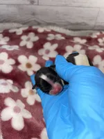 Female #3, a female Maltese and Shih Tzu for sale in Naperville, IL – 3 of 9