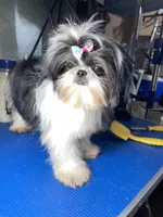 Girl #1, a female Shih Tzu for sale in Naperville, IL – 9 of 10