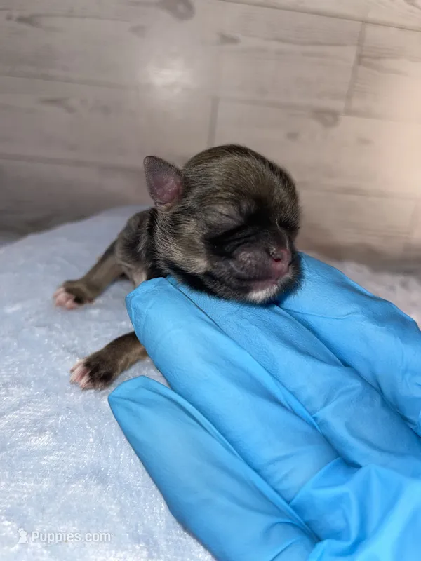 Boy # 2 – Maltese, Shih Tzu puppy for sale in Naperville, IL