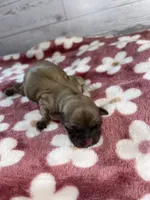 Female #2, a female Maltese and Shih Tzu for sale in Naperville, IL – 3 of 10