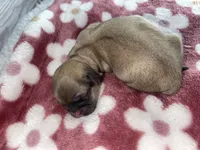 Female #2, a female Maltese and Shih Tzu for sale in Naperville, IL – 7 of 10