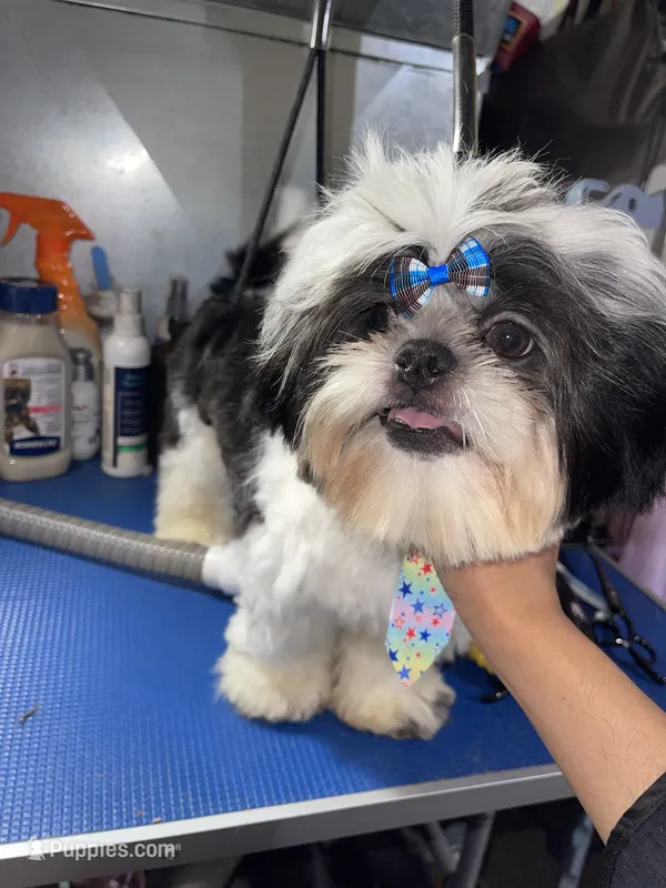 Boy#2 – Shih Tzu puppy for sale in Naperville, IL