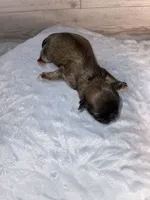 Boy # 2, a male Maltese and Shih Tzu for sale in Naperville, IL – 6 of 10
