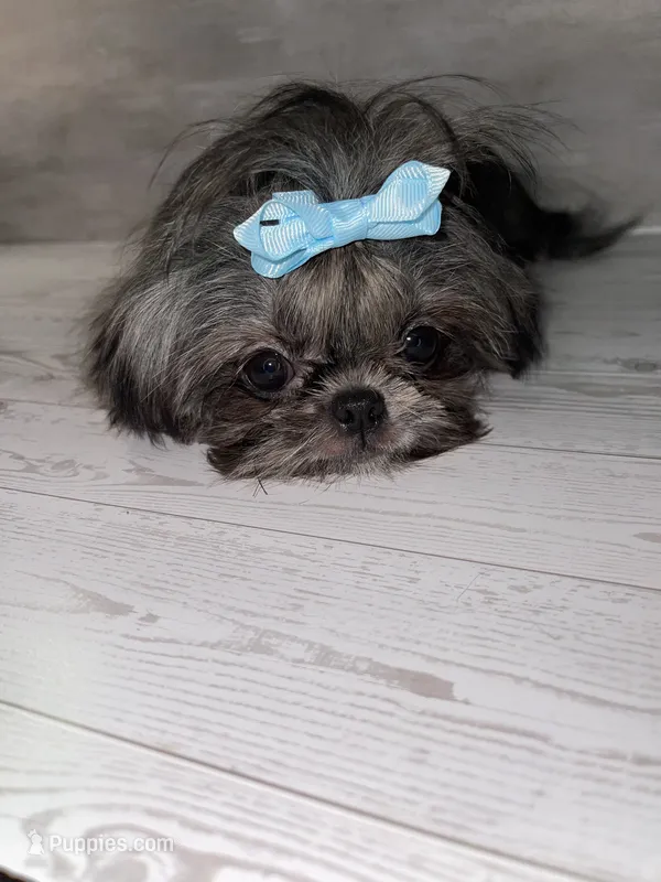 Girl#2 – Shih Tzu puppy for sale in Naperville, IL