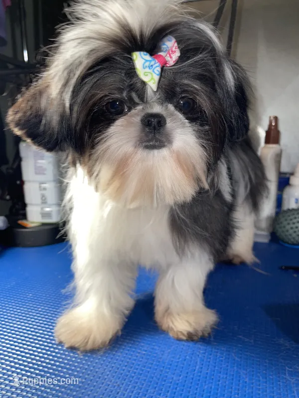 Girl #1 – Shih Tzu puppy for sale in Naperville, IL