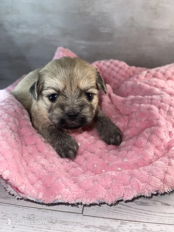 Female #2 – Maltese, Shih Tzu puppy for sale in Naperville, IL