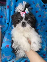 Girl #1, a female Shih Tzu for sale in Naperville, IL – Photo 6 of 10