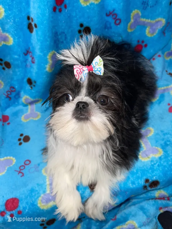 Girl #1 – Shih Tzu puppy for sale in Naperville, IL
