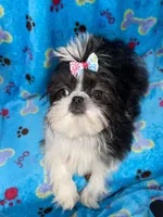 Girl #1, a female Shih Tzu for sale in Naperville, IL – Photo 1 of 10