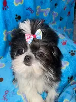 Girl #1, a female Shih Tzu for sale in Naperville, IL – Photo 7 of 10