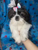 Girl #1, a female Shih Tzu for sale in Naperville, IL – Photo 8 of 10