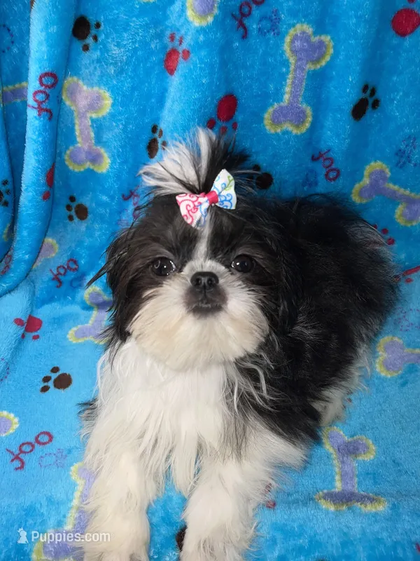 Girl #1 – Shih Tzu puppy for sale in Naperville, IL