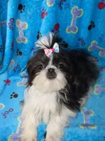 Girl #1, a female Shih Tzu for sale in Naperville, IL – Photo 10 of 10