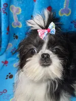 Girl #1, a female Shih Tzu for sale in Naperville, IL – Photo 2 of 10