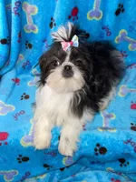 Girl #1, a female Shih Tzu for sale in Naperville, IL – Photo 4 of 10