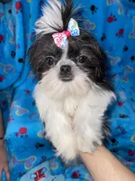 Girl #1, a female Shih Tzu for sale in Naperville, IL – Photo 5 of 10