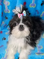 Girl #1, a female Shih Tzu for sale in Naperville, IL – Photo 3 of 10