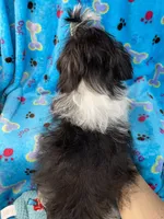 Girl #1, a female Shih Tzu for sale in Naperville, IL – Photo 9 of 10