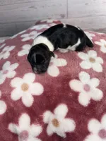 Female #1, a female Maltese and Shih Tzu for sale in Naperville, IL – 6 of 10