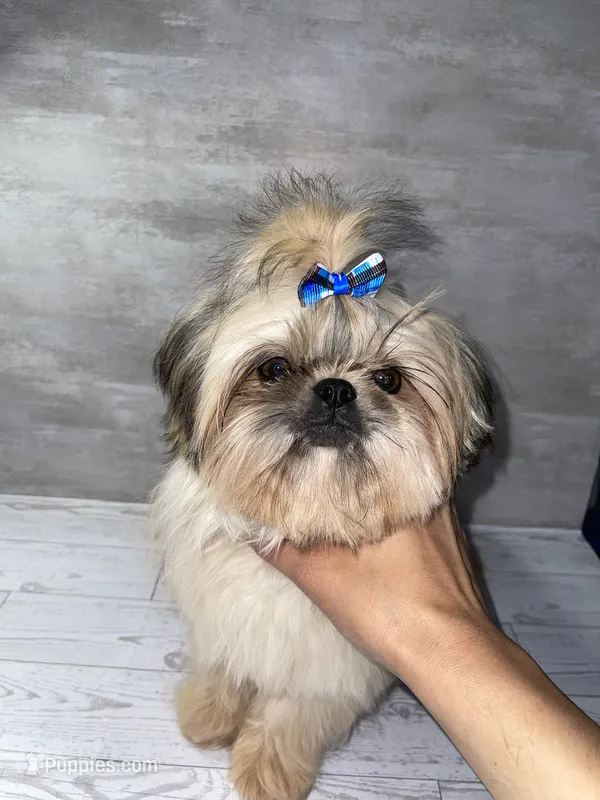 Boy #1 – Shih Tzu puppy for sale in Naperville, IL