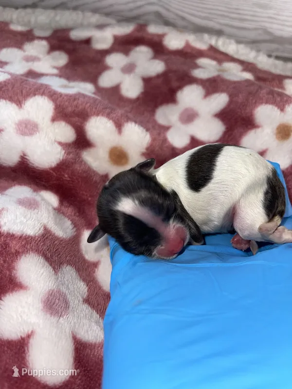 Female #3 – Maltese, Shih Tzu puppy for sale in Naperville, IL