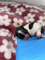 Female #3, a female Maltese and Shih Tzu for sale in Naperville, IL – 1 of 9