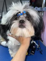 Boy#2, a male Shih Tzu for sale in Naperville, IL – 6 of 10