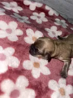 Female #2, a female Maltese and Shih Tzu for sale in Naperville, IL – 9 of 10