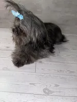Girl#2, a female Shih Tzu for sale in Naperville, IL – 5 of 7