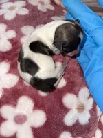 Female #3, a female Maltese and Shih Tzu for sale in Naperville, IL – 2 of 9