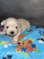 Male #3, a male Maltese and Shih Tzu for sale in Naperville, IL – 6 of 10