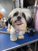 Boy#2, a male Shih Tzu for sale in Naperville, IL – 7 of 10