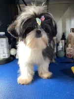 Girl #1, a female Shih Tzu for sale in Naperville, IL – 7 of 10