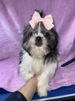 Girl #1, a female Shih Tzu for sale in Naperville, IL – Photo 8 of 10