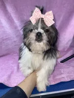 Girl #1, a female Shih Tzu for sale in Naperville, IL – Photo 4 of 10