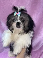 Girl #1, a female Shih Tzu for sale in Naperville, IL – Photo 2 of 10