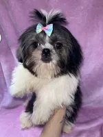 Girl #1, a female Shih Tzu for sale in Naperville, IL – Photo 10 of 10